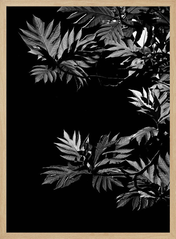 Shadows of Leaves | Poster