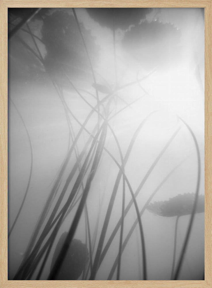 Water Lilly | Poster