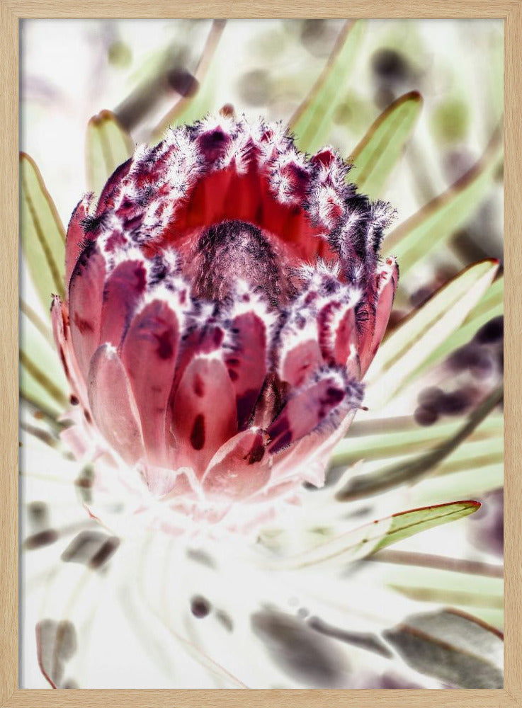 Blooming Protea Flower | Poster