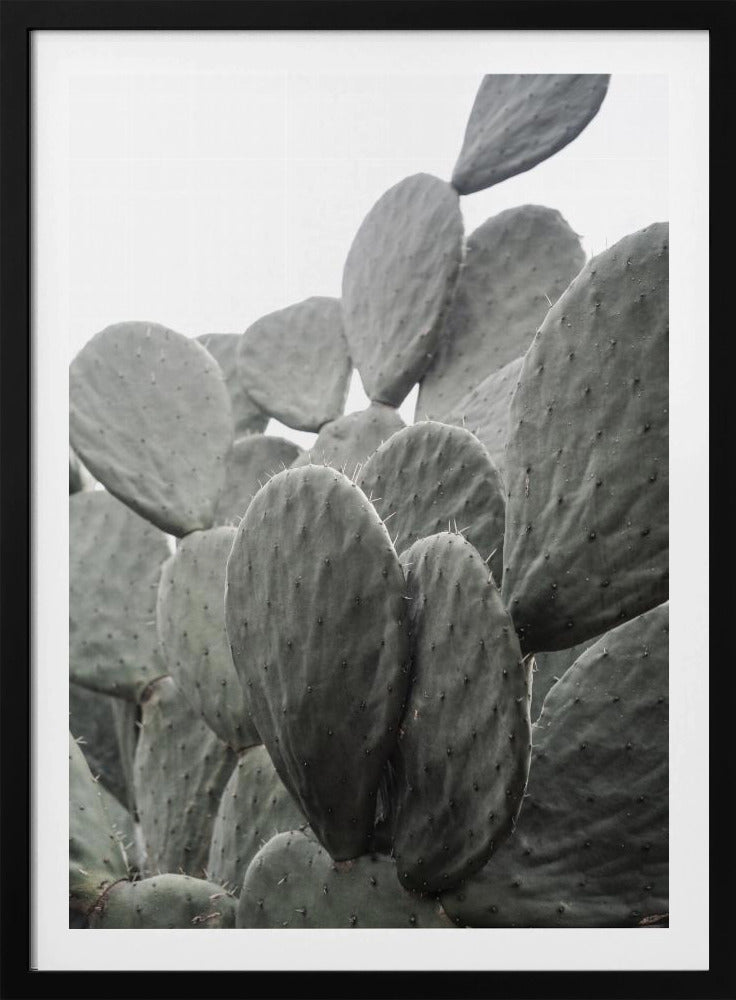 Beauty Of Cactus | Poster