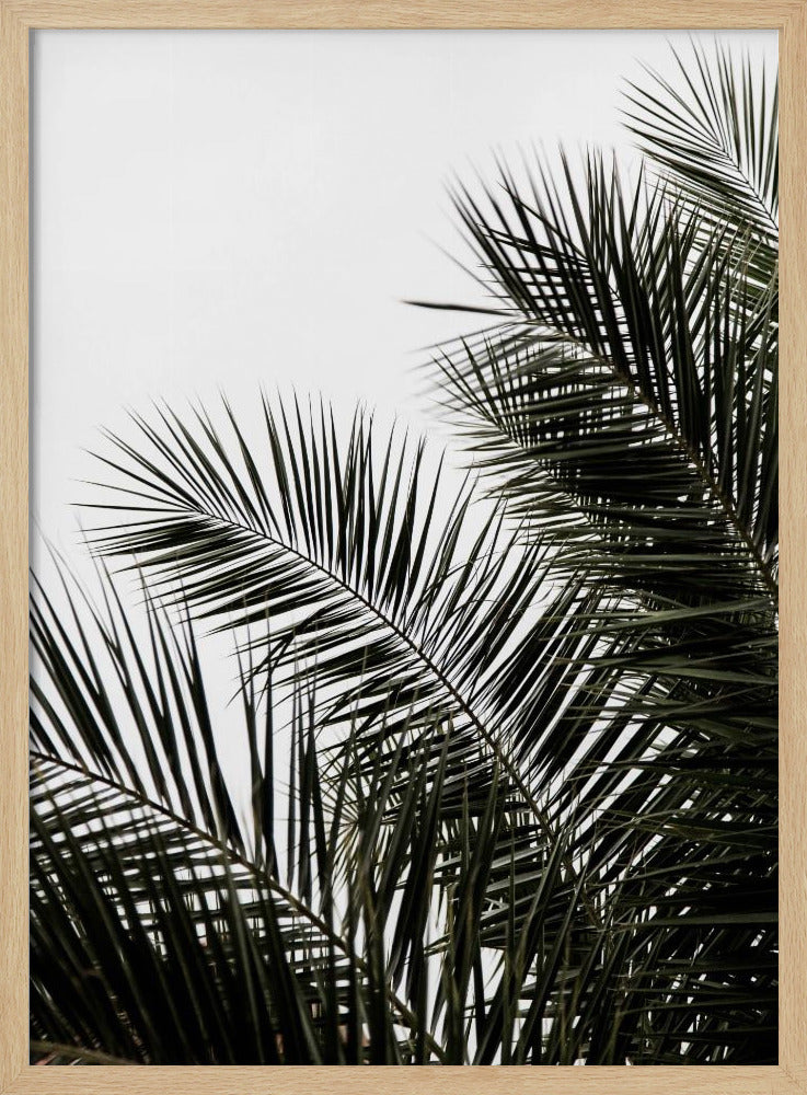 Palm Leaves 3 | Poster