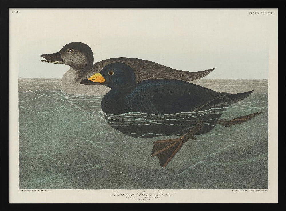 American Scoter Duck From Birds of America (1827) | Poster