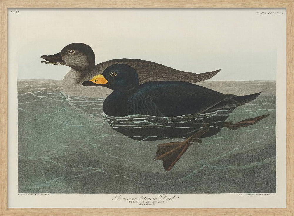 American Scoter Duck From Birds of America (1827) | Poster