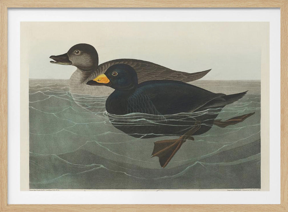 American Scoter Duck From Birds of America (1827) | Poster