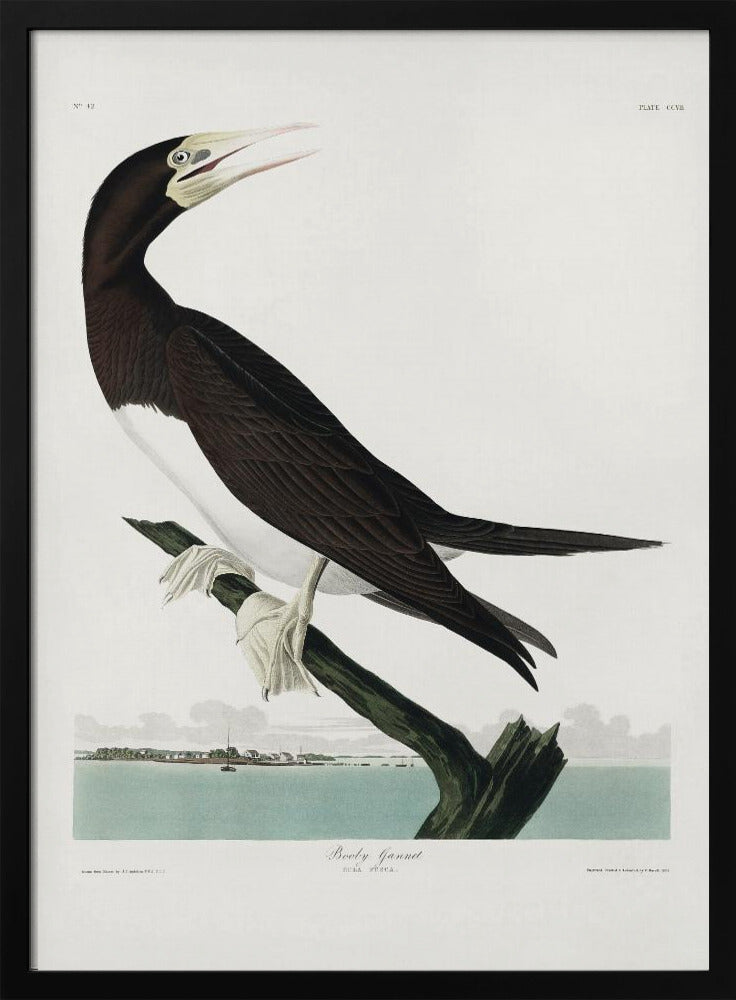 Booby Gannet From Birds of America (1827) | Poster