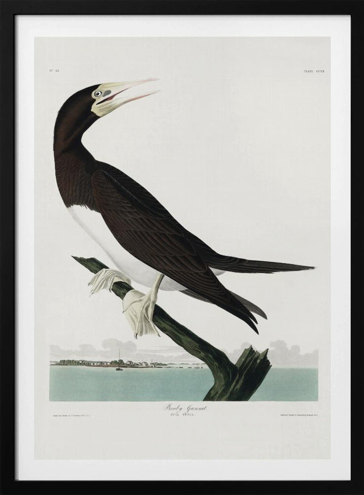 Booby Gannet From Birds of America (1827) | Poster