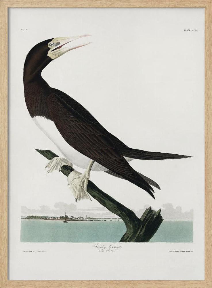 Booby Gannet From Birds of America (1827) | Poster