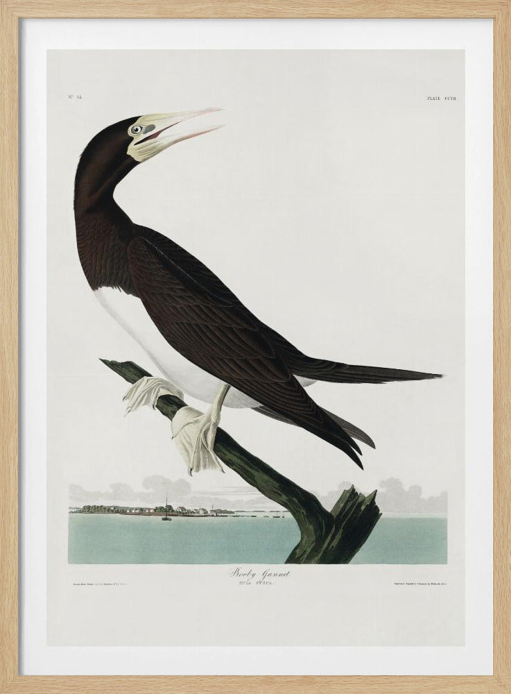 Booby Gannet From Birds of America (1827) | Poster