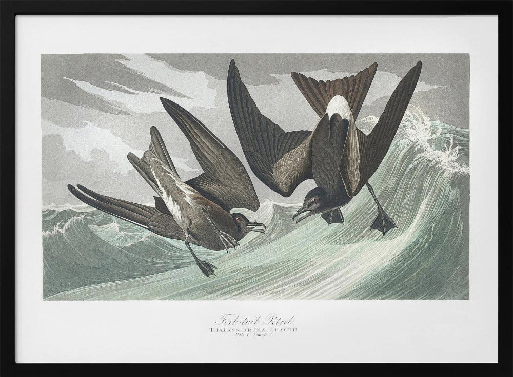 Fork Tailed Petrel From Birds of America (1827) | Poster