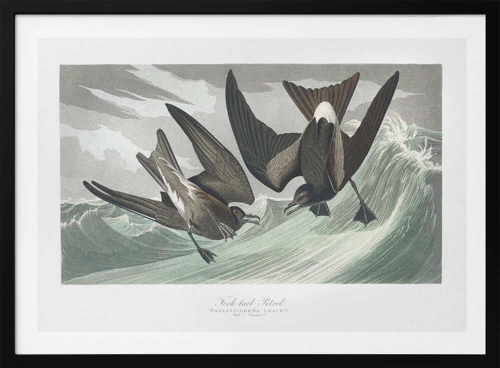 Fork Tailed Petrel From Birds of America (1827) | Poster
