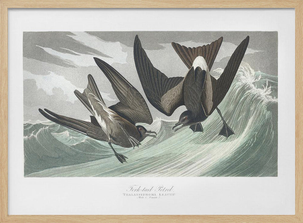 Fork Tailed Petrel From Birds of America (1827) | Poster