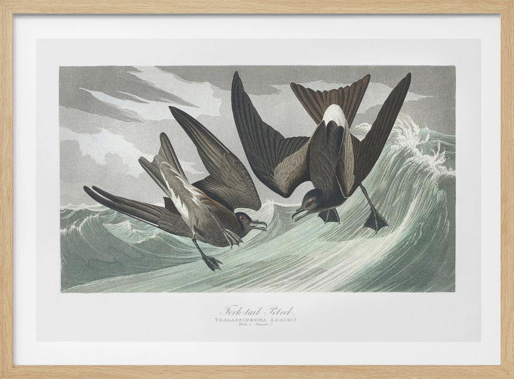 Fork Tailed Petrel From Birds of America (1827) | Poster