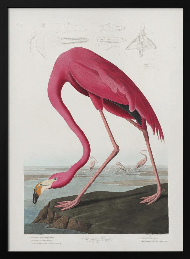 Pink Flamingo From Birds of America (1827) | Poster