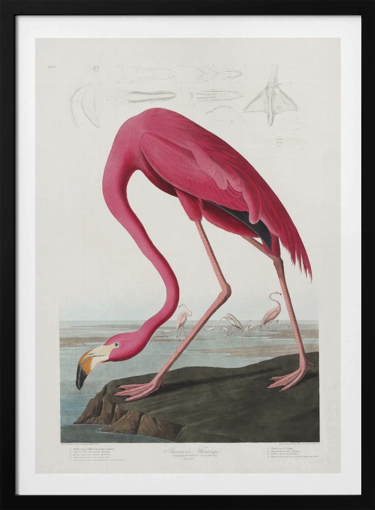 Pink Flamingo From Birds of America (1827) | Poster
