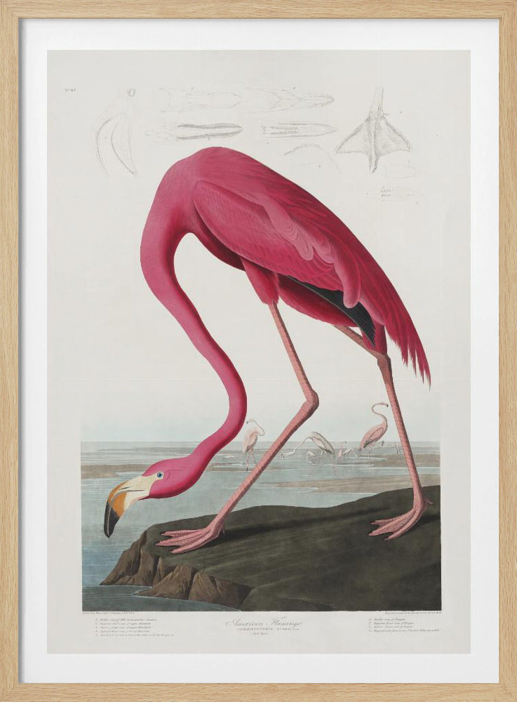 Pink Flamingo From Birds of America (1827) | Poster
