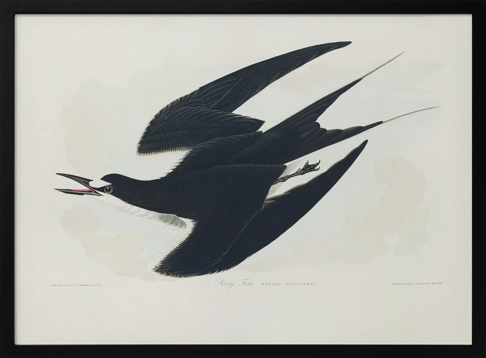 Sooty Tern From Birds of America (1827) | Poster