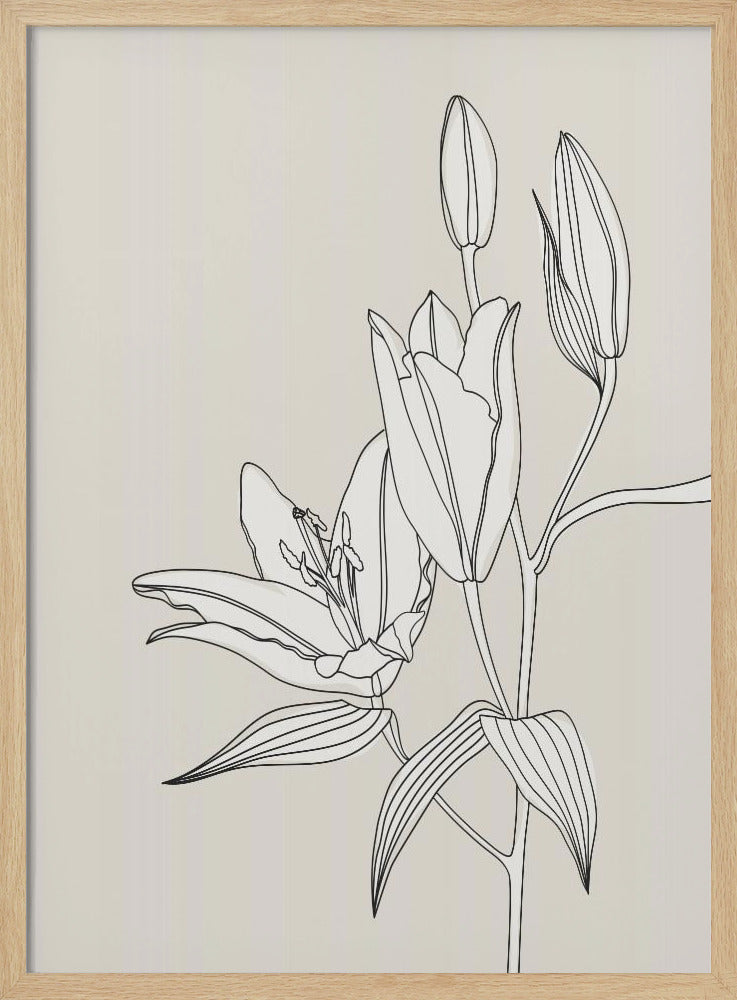 Line art lillies in beige | Poster