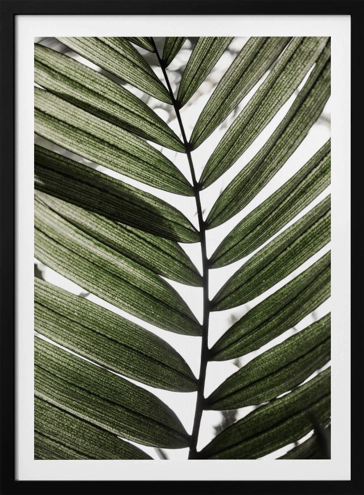 Palm Leaves 24 | Poster