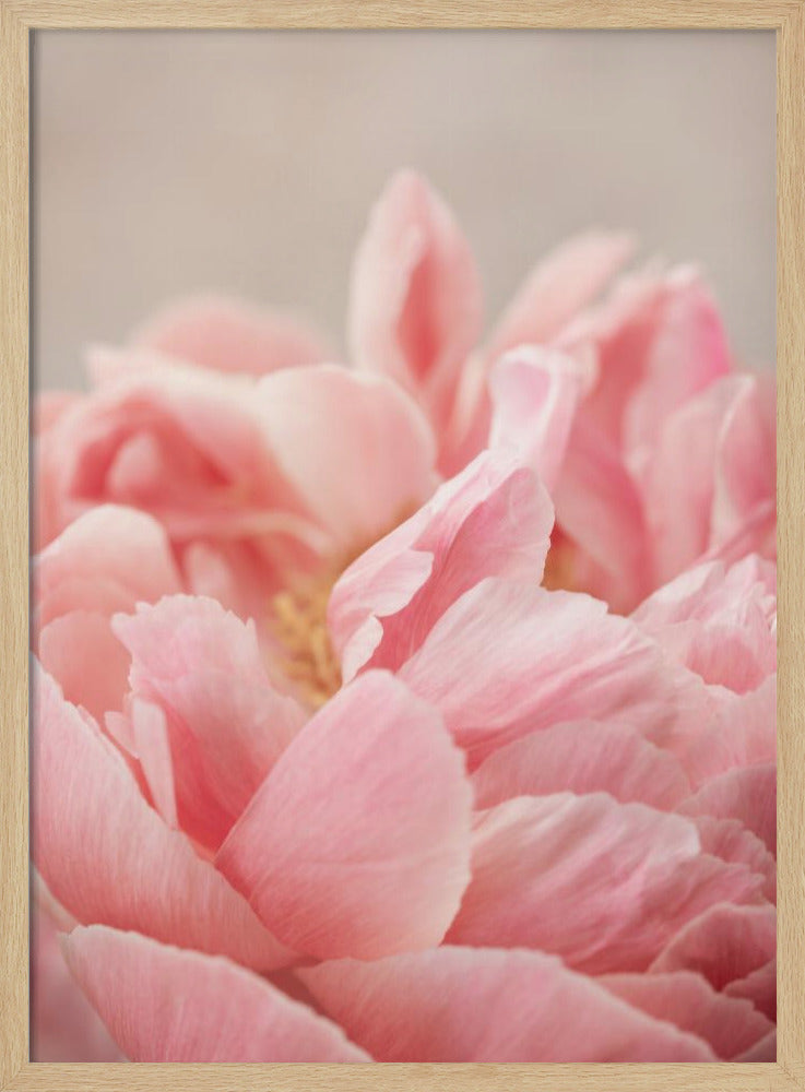 Peony 4 | Poster