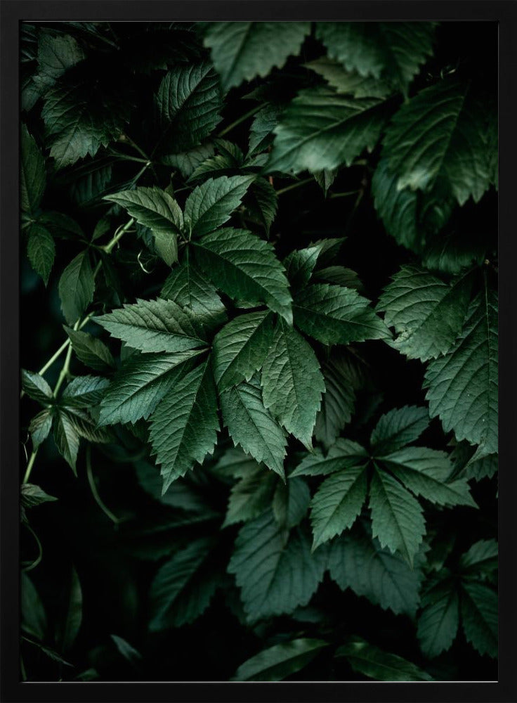 Dark Leaves 13 | Poster