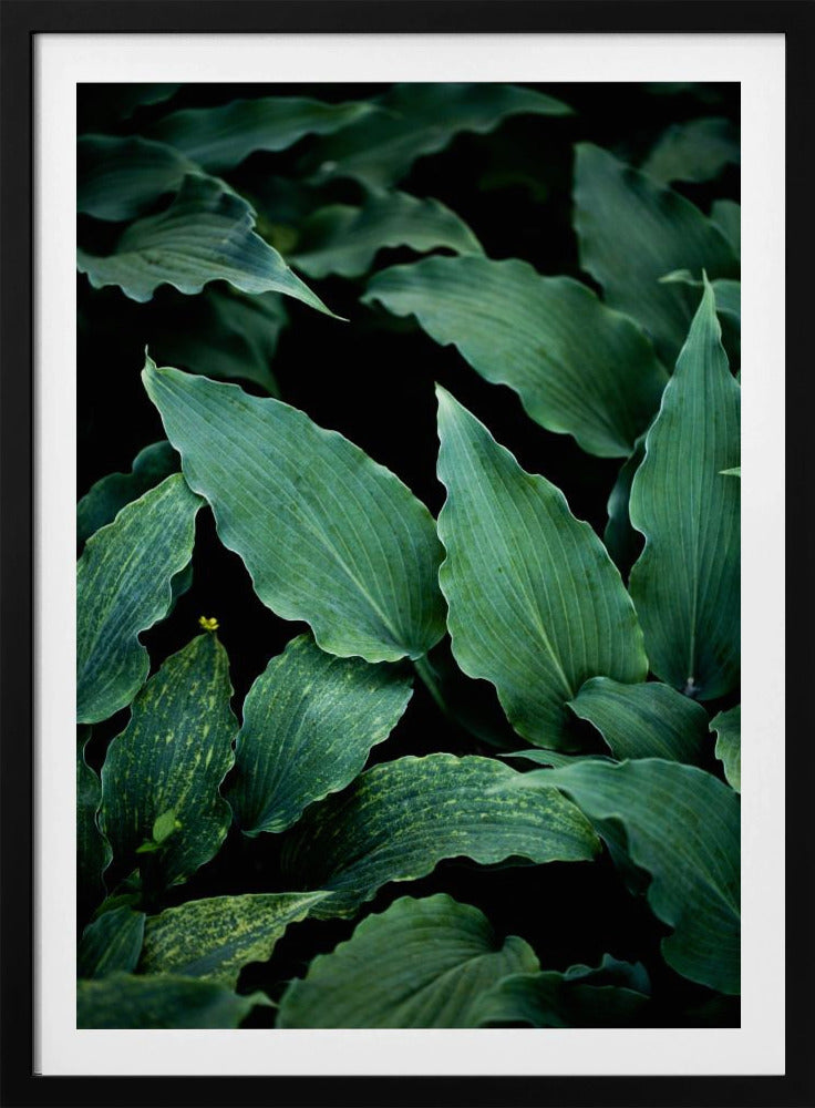 Dark Leaves 15 | Poster