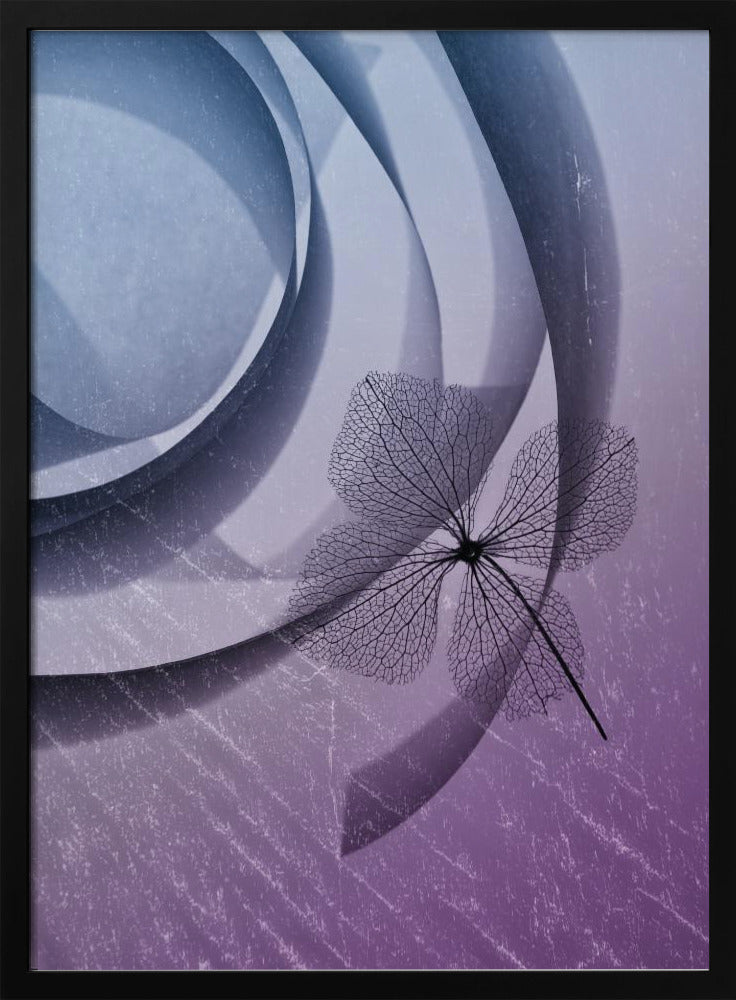 Hydrangea | Poster