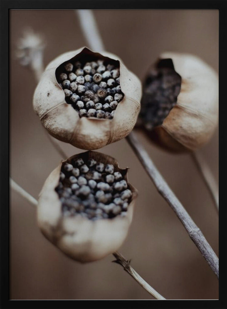 Nature's Capsules | Poster