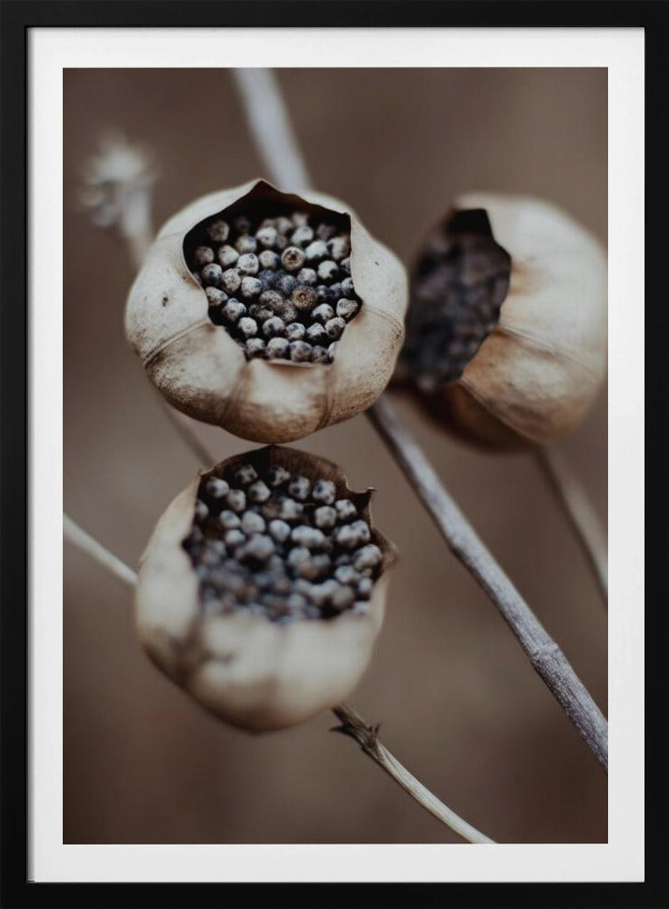 Nature's Capsules | Poster