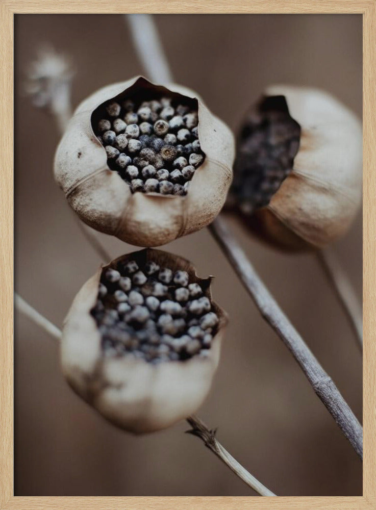 Nature's Capsules | Poster