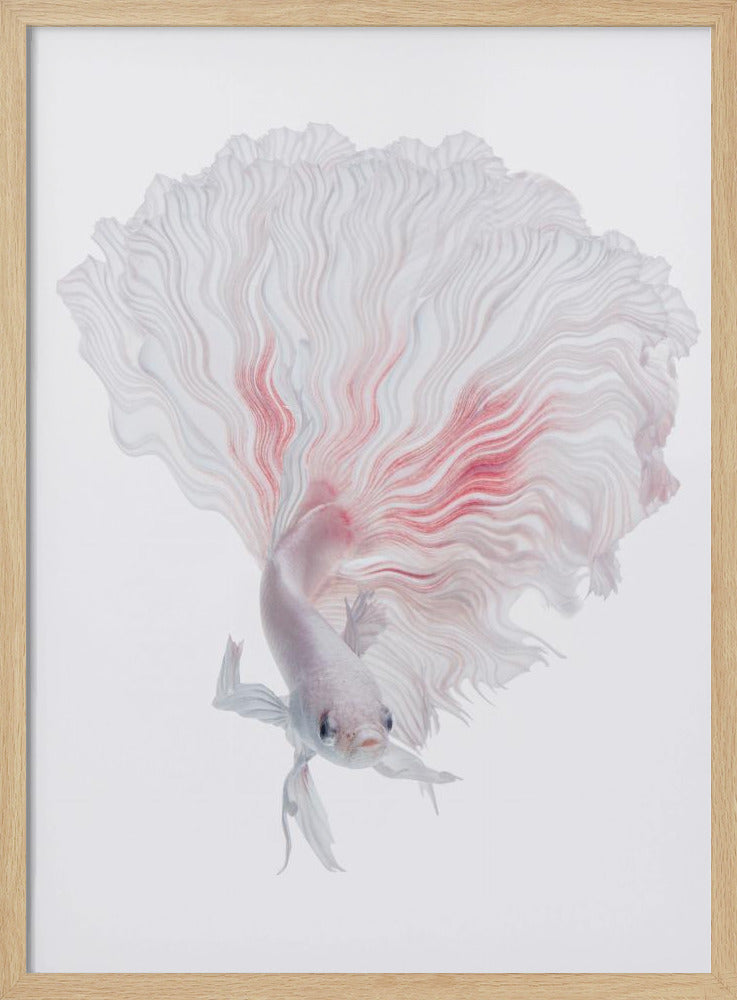 ROOT BETTA | Poster