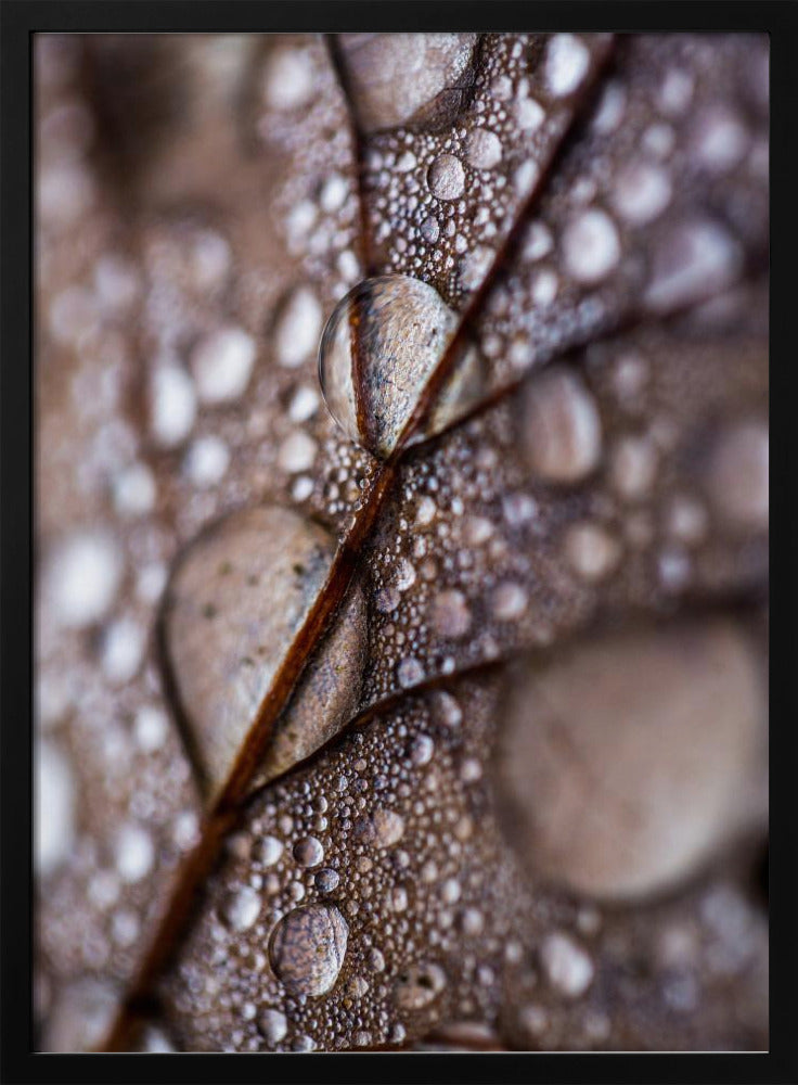 Autumn Rain | Poster
