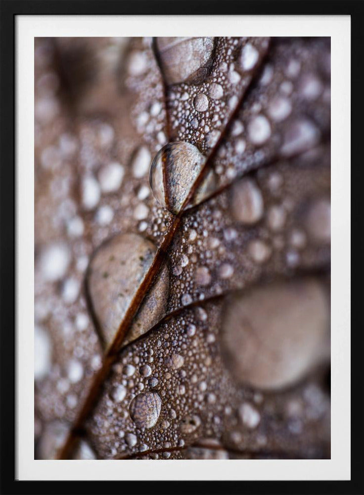 Autumn Rain | Poster