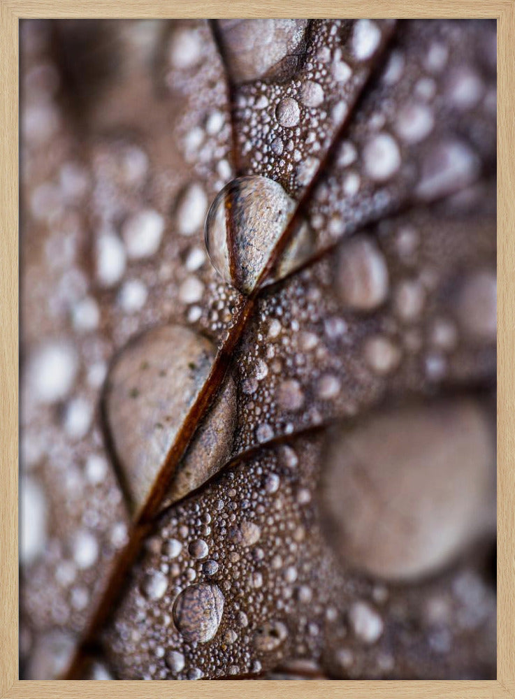 Autumn Rain | Poster
