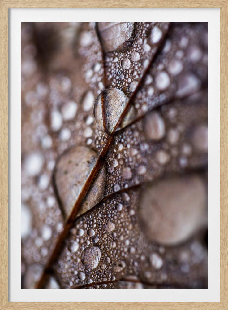 Autumn Rain | Poster