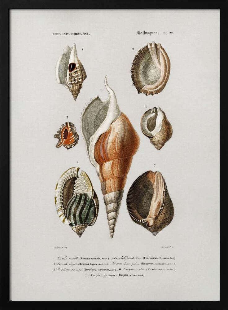 Different Types of Mollusks | Poster