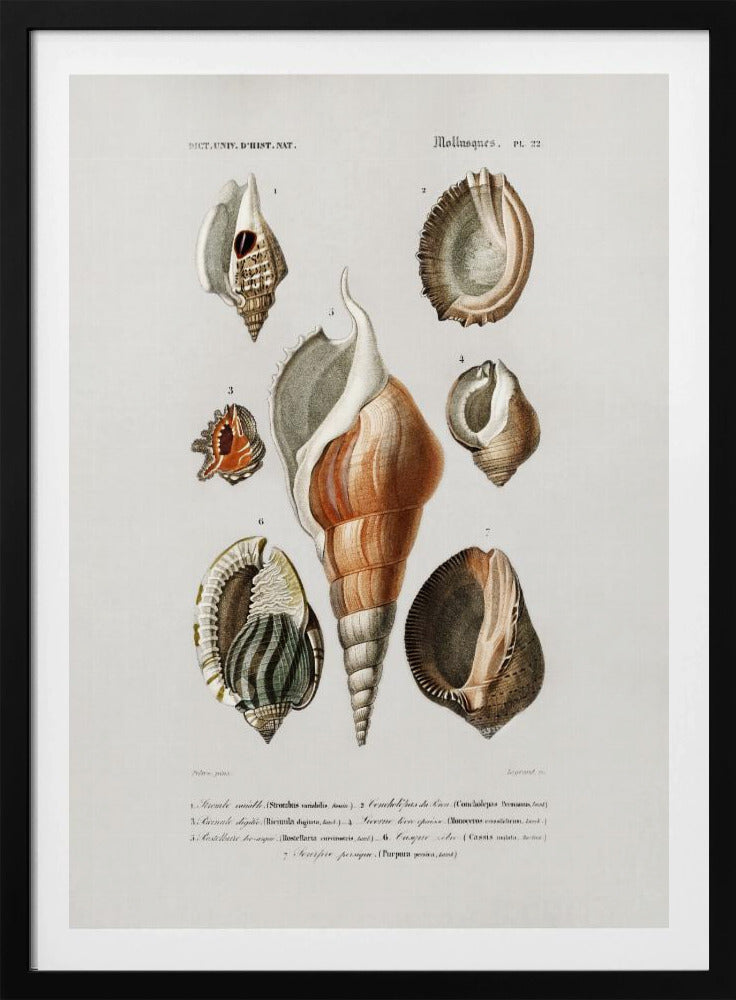 Different Types of Mollusks | Poster