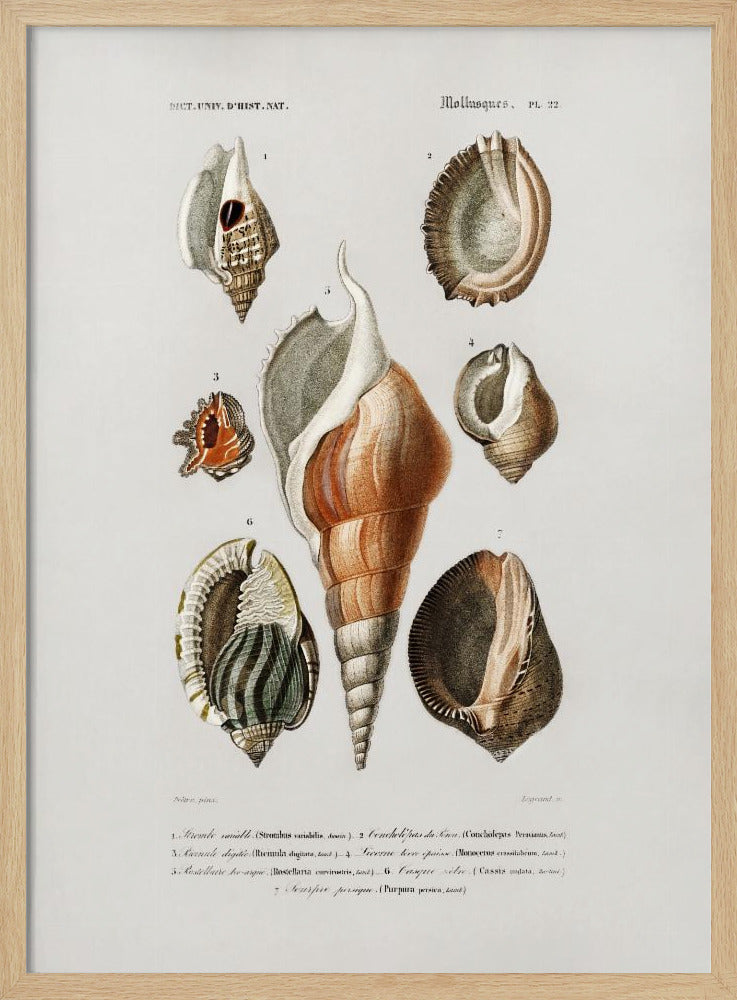 Different Types of Mollusks | Poster