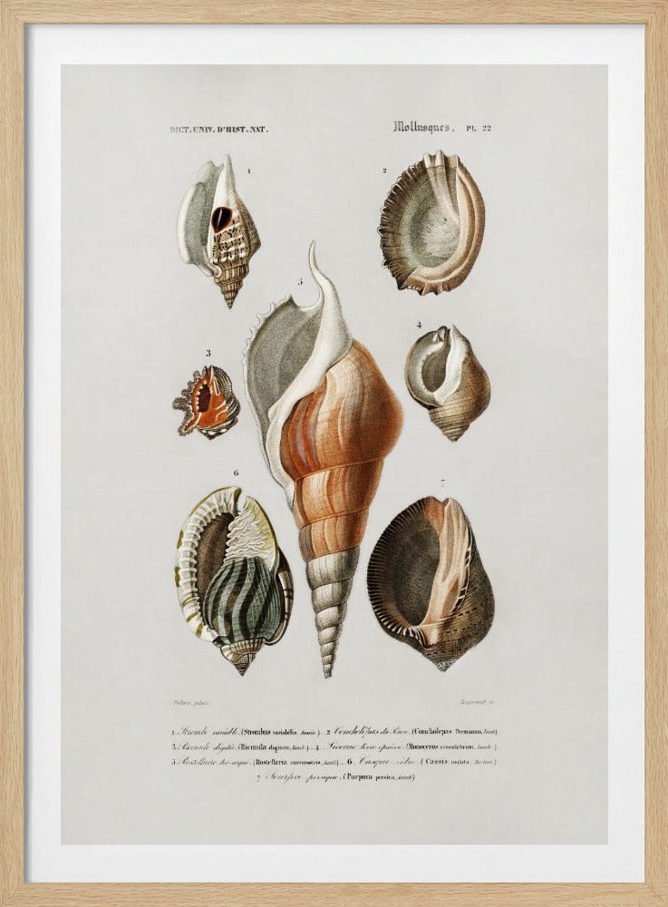 Different Types of Mollusks | Poster