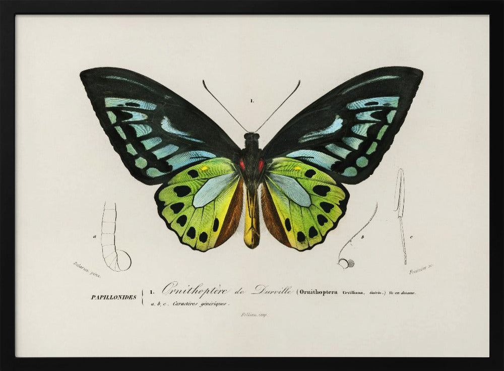 Green Birdwing Butterfly | Poster