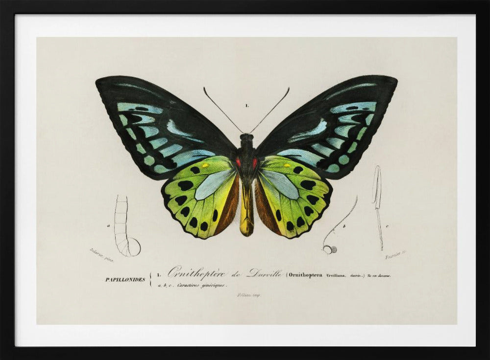Green Birdwing Butterfly | Poster
