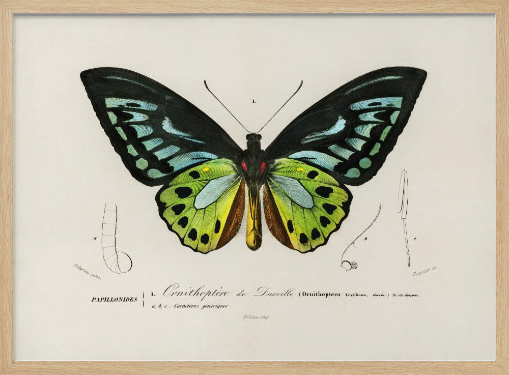 Green Birdwing Butterfly | Poster