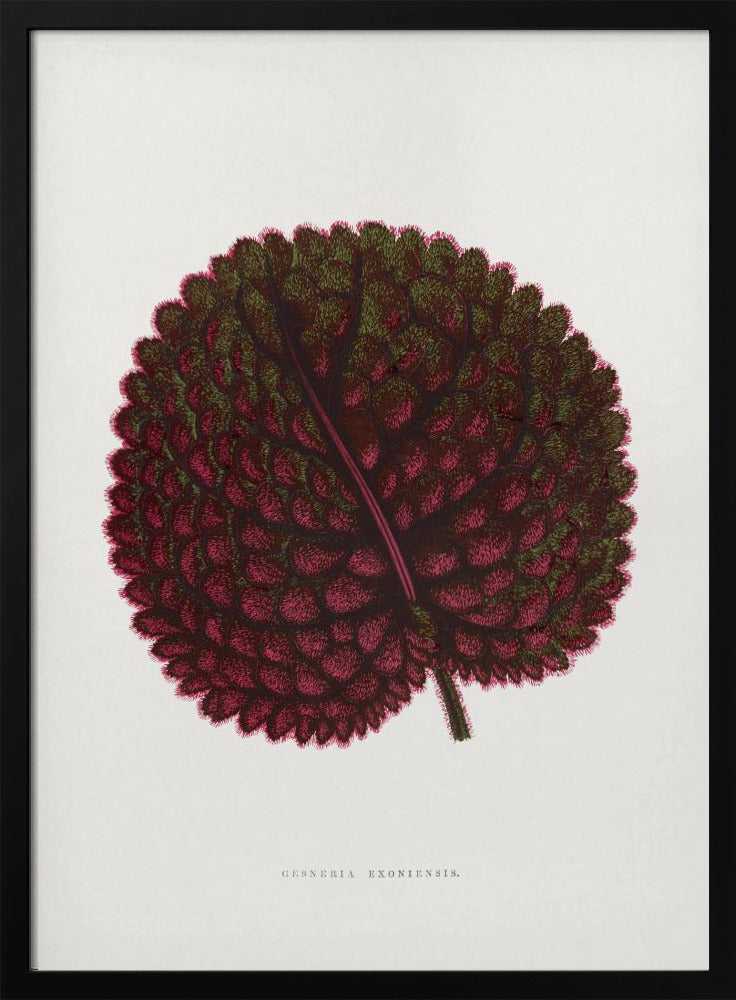 Pink Gesneria Exoniensis Leaf Illustration | Poster