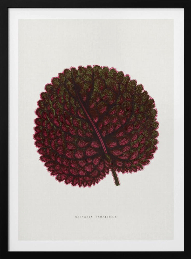 Pink Gesneria Exoniensis Leaf Illustration | Poster