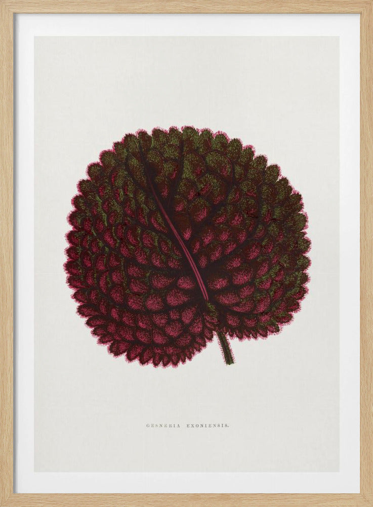 Pink Gesneria Exoniensis Leaf Illustration | Poster