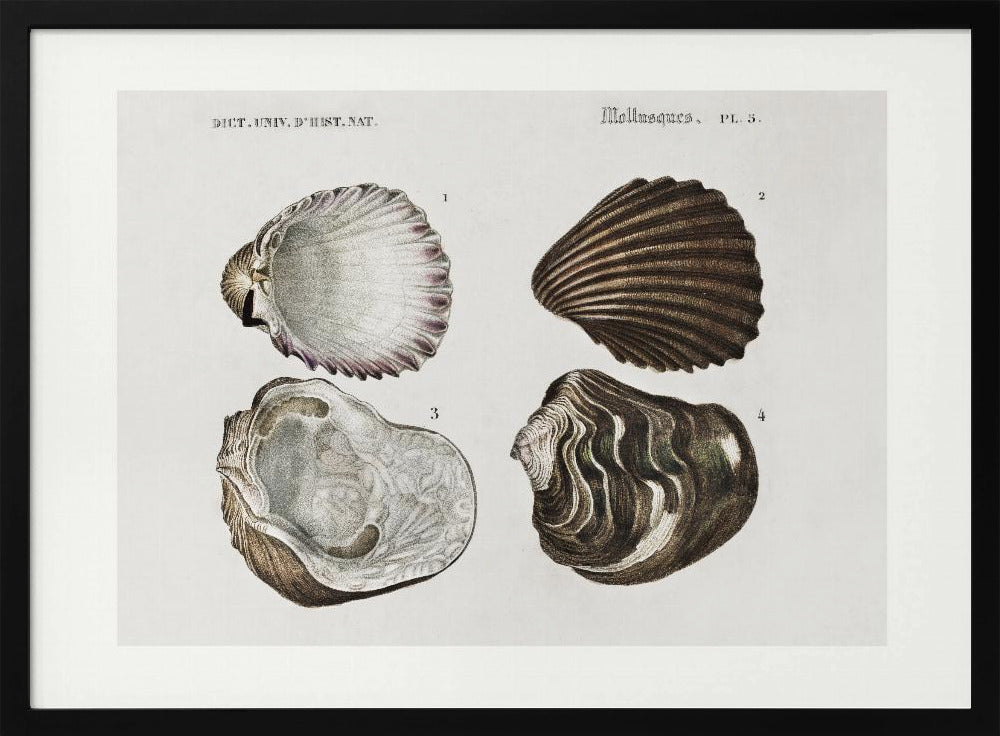 Sealife III | Poster