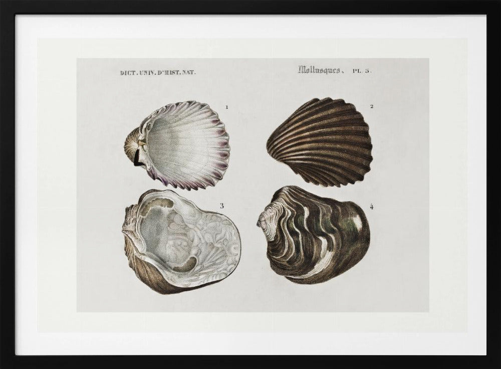 Sealife III | Poster