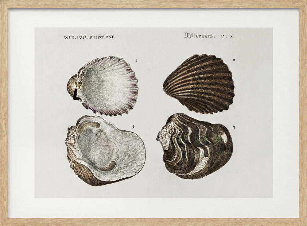 Sealife III | Poster