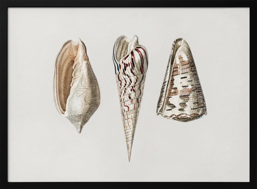 Three Mollusks Crop | Poster