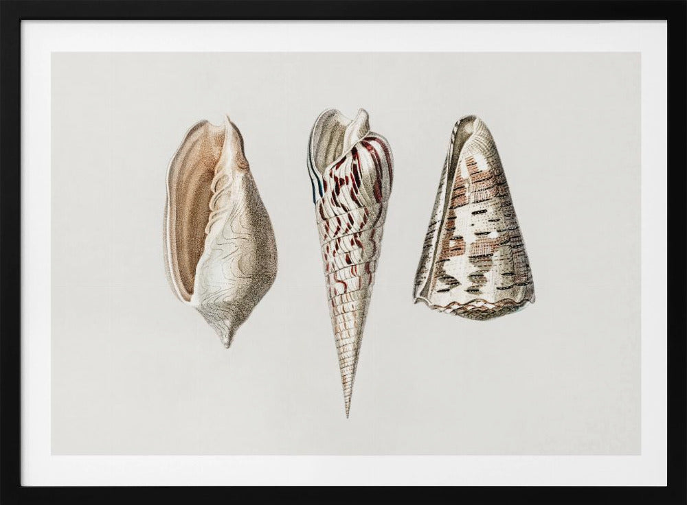 Three Mollusks Crop | Poster