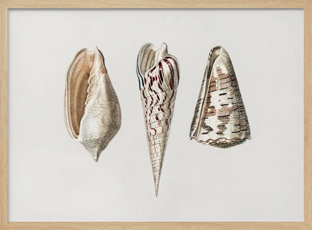 Three Mollusks Crop | Poster